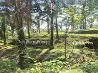 For Sale - 95.93 Acres Agricultural Land | Serdang | Bandar Baharu | Kedah Rm4.48psf b