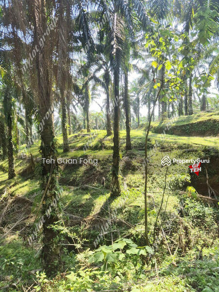 Tanah Pertanian untuk Dijual di Kampung Batu 28 (Bandar Baharu) - Teh Guan Fong - PropertyGuru.com.my