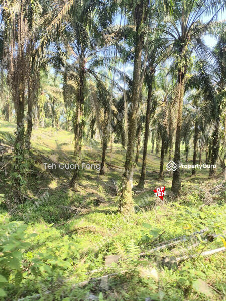 Tanah Pertanian untuk Dijual di Kampung Batu 28 (Bandar Baharu) - Teh Guan Fong - PropertyGuru.com.my