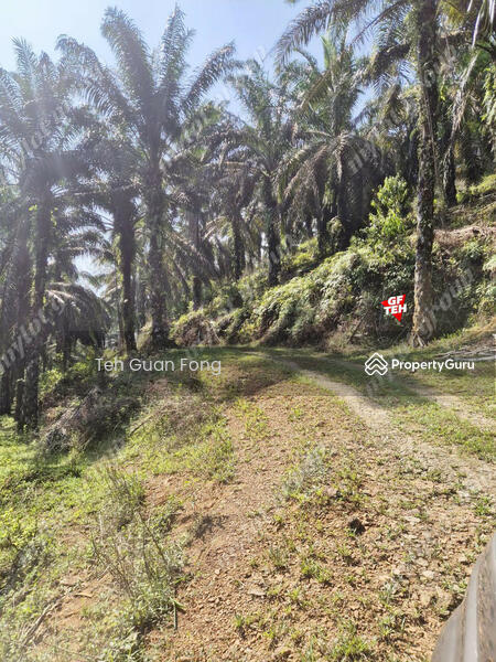 Tanah Pertanian untuk Dijual di Kampung Batu 28 (Bandar Baharu) - Teh Guan Fong - PropertyGuru.com.my