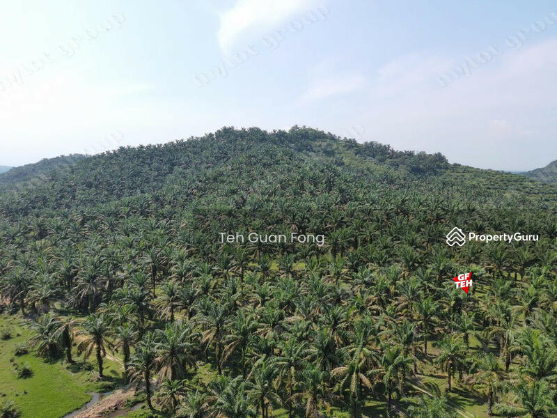 Tanah Pertanian untuk Dijual di Kampung Batu 28 (Bandar Baharu) - Teh Guan Fong - PropertyGuru.com.my