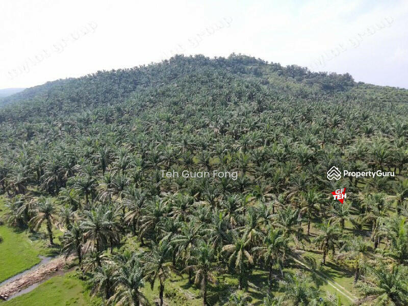 Tanah Pertanian untuk Dijual di Kampung Batu 28 (Bandar Baharu) - Teh Guan Fong - PropertyGuru.com.my