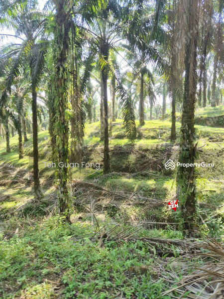 Tanah Pertanian untuk Dijual di Kampung Batu 28 (Bandar Baharu) - Teh Guan Fong - PropertyGuru.com.my