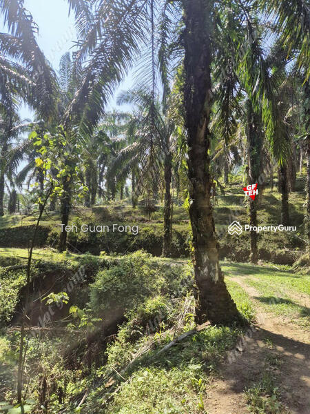 Tanah Pertanian untuk Dijual di Kampung Batu 28 (Bandar Baharu) - Teh Guan Fong - PropertyGuru.com.my
