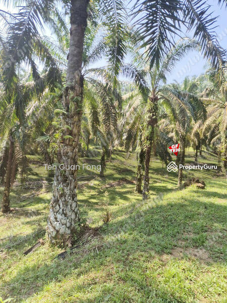 Tanah Pertanian untuk Dijual di Kampung Batu 28 (Bandar Baharu) - Teh Guan Fong - PropertyGuru.com.my