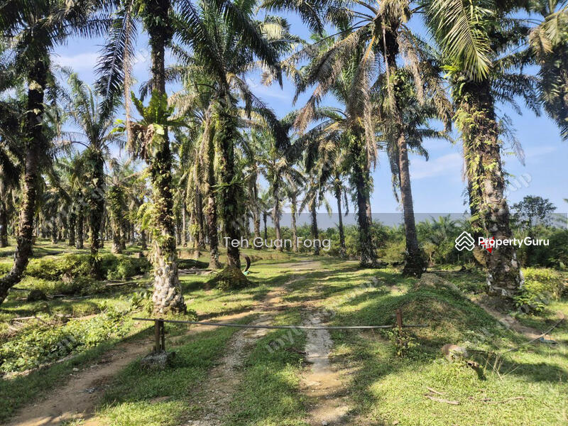 Tanah Pertanian untuk Dijual di Kampung Batu 28 (Bandar Baharu) - Teh Guan Fong - PropertyGuru.com.my