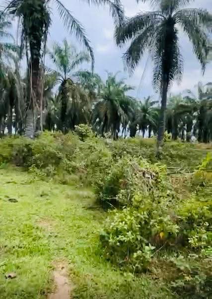 Agricultural Land for Sale in Kampung Sangly (Gopeng) - SK Kok - PropertyGuru.com.my