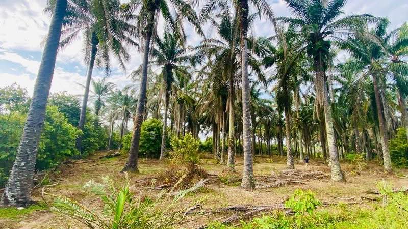 Agricultural Land for Sale in Kampung Sangly (Gopeng) - SK Kok - PropertyGuru.com.my