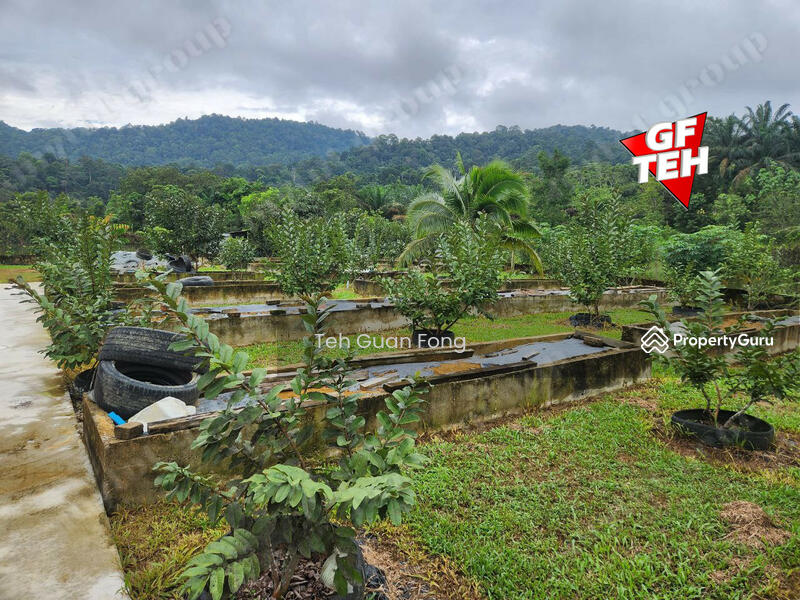 For Sale - 1.4acres Beautiful Leisure Agricultural Land Karangan Kedah 24.61psf b