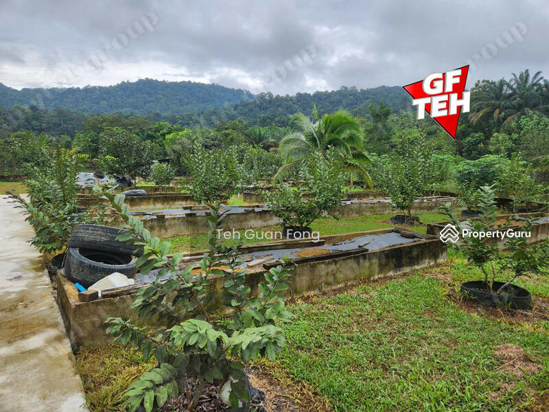 For Sale - 1.4acres Beautiful Leisure Agricultural Land Karangan Kedah 24.61psf b