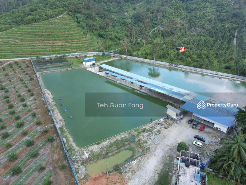 Untuk Dijual - 6.356 acres Large Freshwater Fish Fishing Spot| Taiping | Perak b