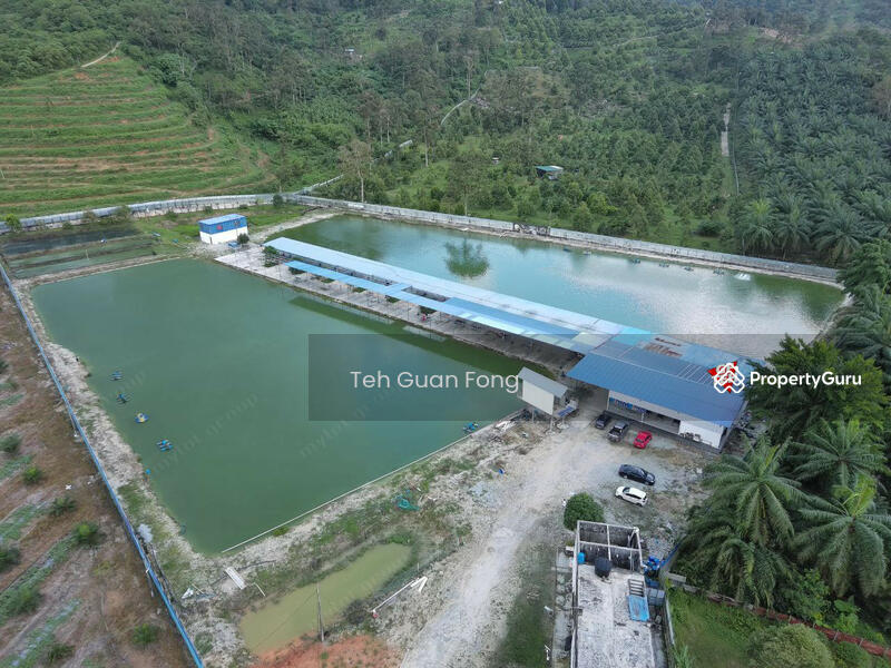 Untuk Dijual - 6.356 acres Large Freshwater Fish Fishing Spot| Taiping | Perak b