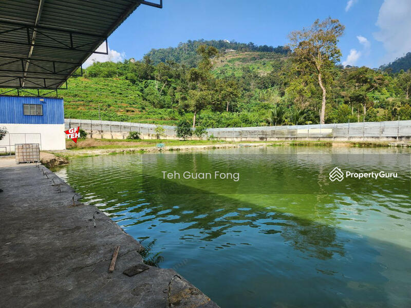 Untuk Dijual - 6.356 acres Large Freshwater Fish Fishing Spot| Taiping | Perak b