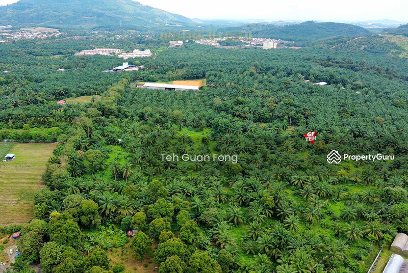 Agricultural Land for Sale in Bukit Teh (Bukit Mertajam) - Teh Guan Fong - PropertyGuru.com.my