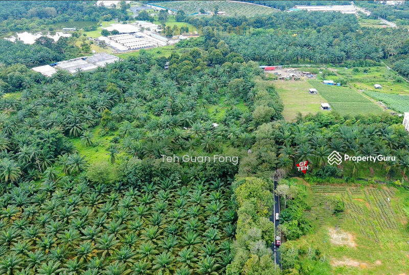 Agricultural Land for Sale in Bukit Teh (Bukit Mertajam) - Teh Guan Fong - PropertyGuru.com.my