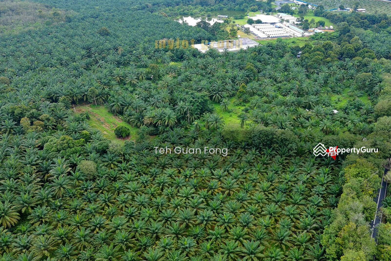 Agricultural Land for Sale in Bukit Teh (Bukit Mertajam) - Teh Guan Fong - PropertyGuru.com.my