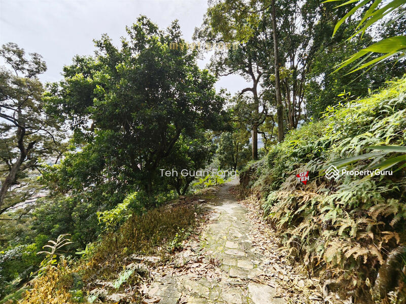 Untuk Dijual - 6.8 acres First Grade | Durian Farm | Paya Terubung | Air Itam | Penang 40psf