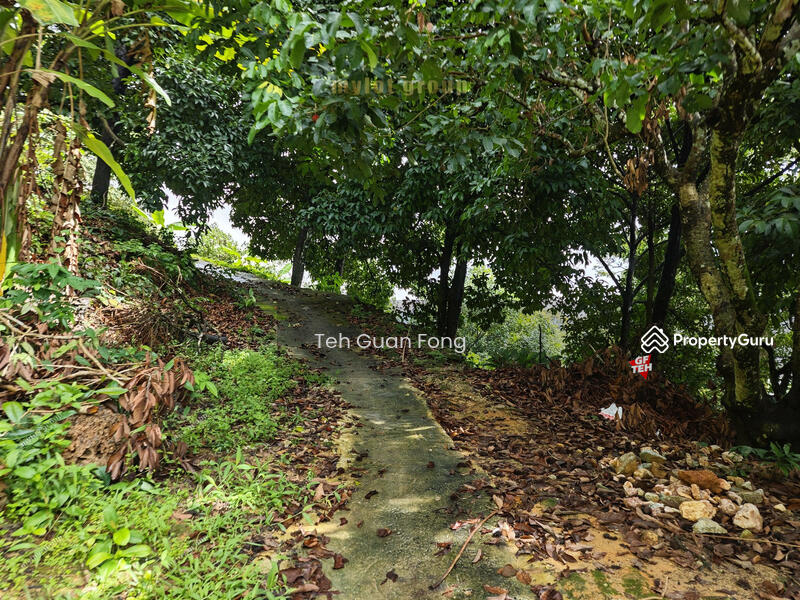 Untuk Dijual - 6.8 acres First Grade | Durian Farm | Paya Terubung | Air Itam | Penang 40psf