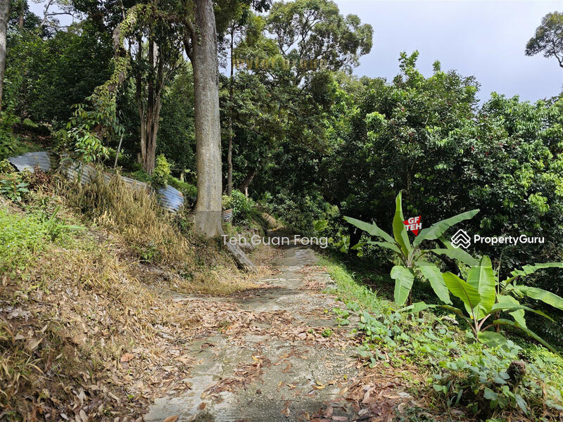 Untuk Dijual - 6.8 acres First Grade | Durian Farm | Paya Terubung | Air Itam | Penang 40psf