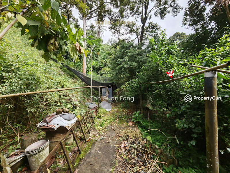 Untuk Dijual - 6.8 acres First Grade | Durian Farm | Paya Terubung | Air Itam | Penang 40psf