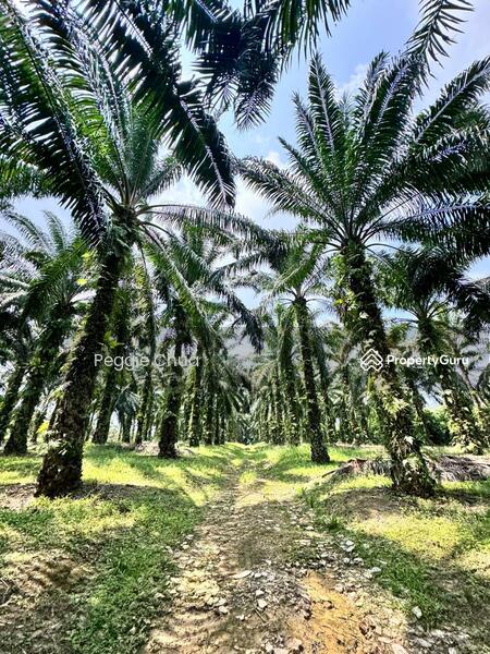 Untuk Dijual - Taman Pulai Saujana 6 Acres Land