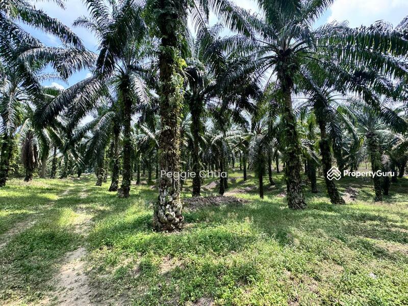 Untuk Dijual - Taman Pulai Saujana 6 Acres Land