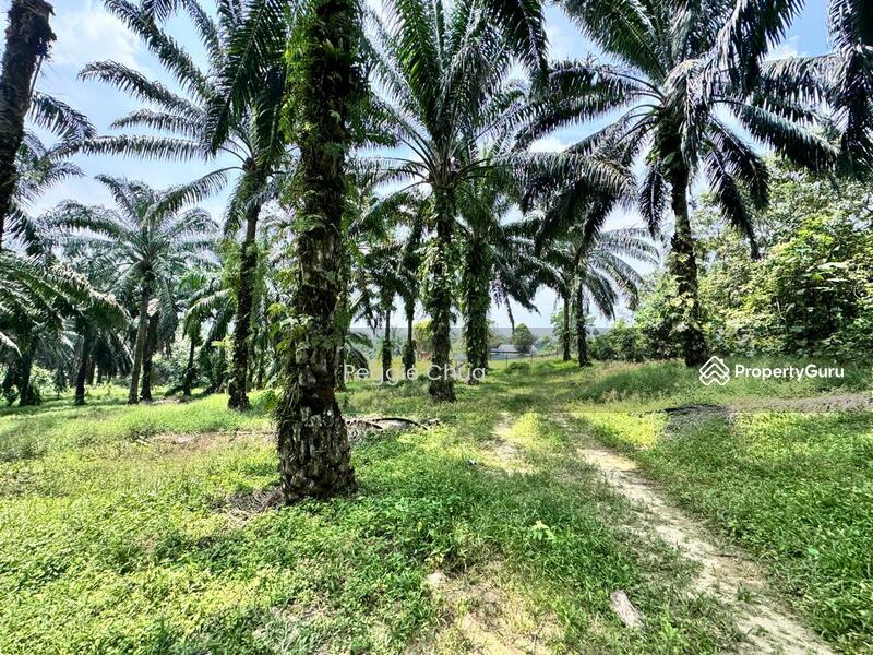 Untuk Dijual - Taman Pulai Saujana 6 Acres Land
