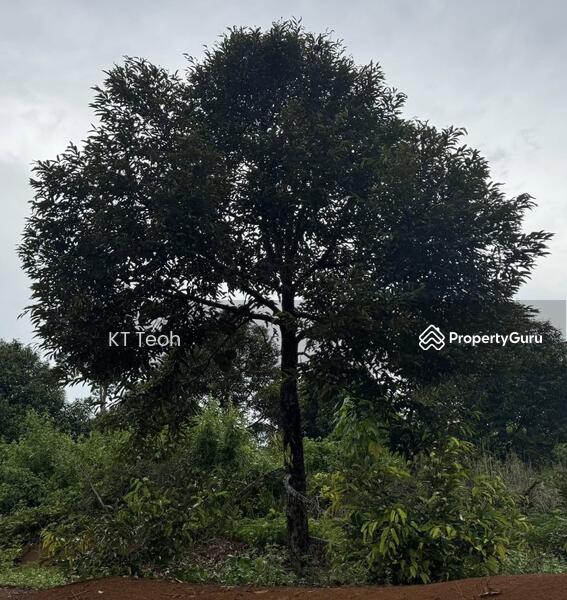 For Sale - Prime Musang King Durian Farm for Sale – High ROI! (RM1.7M | 4.25 Acres)