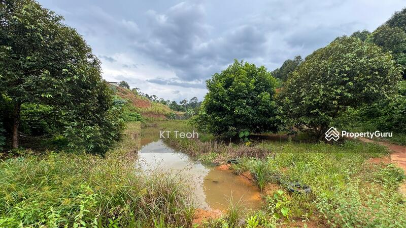For Sale - Prime Musang King Durian Farm for Sale – High ROI! (RM1.7M | 4.25 Acres)