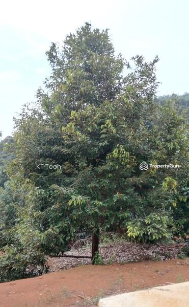 For Sale - Prime Musang King Durian Farm for Sale – High ROI! (RM1.7M | 4.25 Acres)
