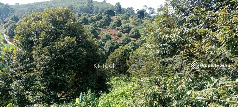 For Sale - Prime Musang King Durian Farm for Sale – High ROI! (RM1.7M | 4.25 Acres)