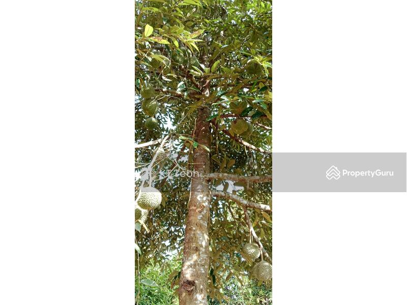 For Sale - Prime Musang King Durian Farm for Sale – High ROI! (RM1.7M | 4.25 Acres)