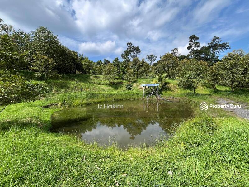 Untuk Dijual - Freehold Tanah Dusun Durian Batang Kali