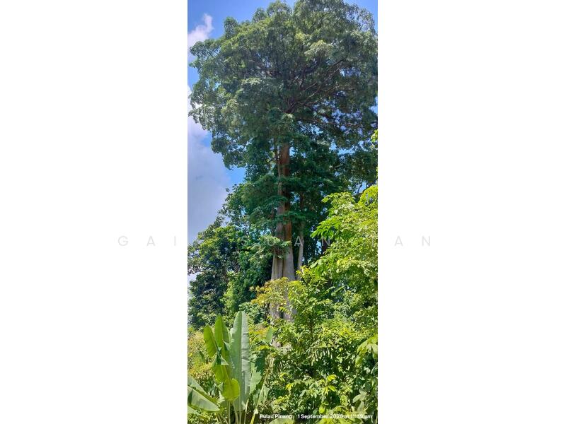 For Sale - Agricultural Land at Pulau Betong