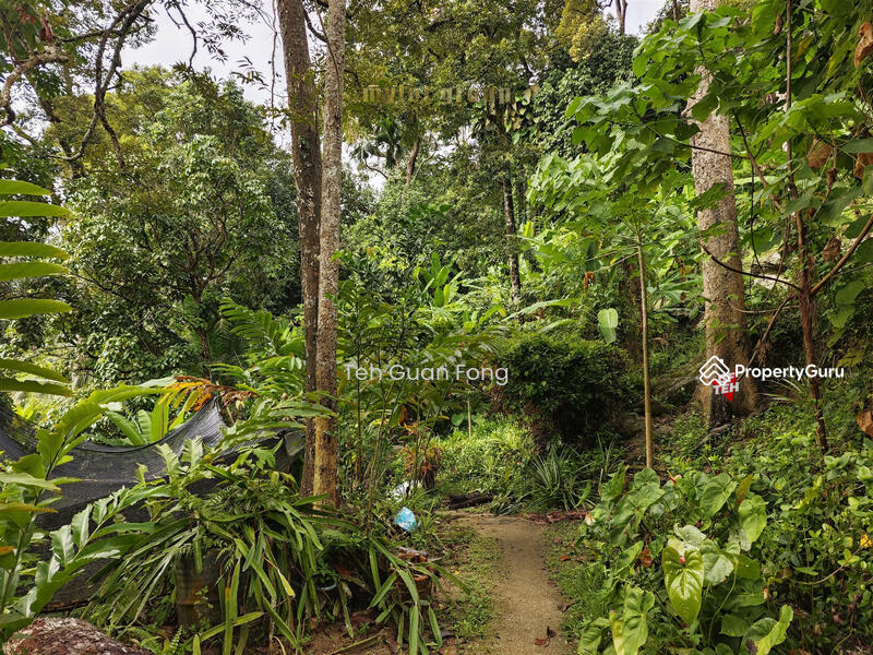 For Sale - 3.10 acres First Grade | Durian Farm | Paya Terubung | Air Itam | Penang 40psf
