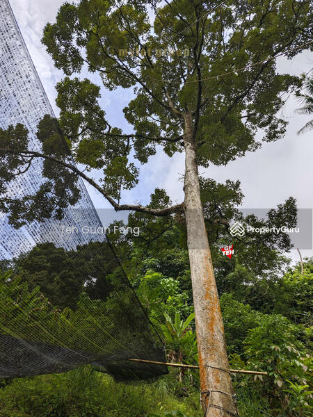 For Sale - 3.10 acres First Grade | Durian Farm | Paya Terubung | Air Itam | Penang 40psf