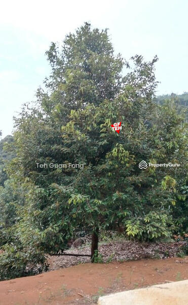 Tanah Kediaman untuk Dijual di Bandar Kuala Kangsar (Kuala Kangsar) - Teh Guan Fong - PropertyGuru.com.my