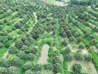 For Sale - Ladang Buah Terbesar / Fruit Valley Hulu Selangor