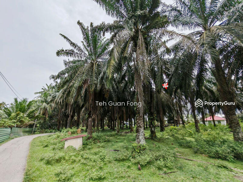 Agricultural Land for Sale in Taman Serai Setia (Padang Serai) - Teh Guan Fong - PropertyGuru.com.my