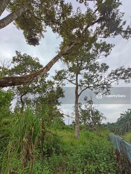 Untuk Dijual - Kluang Kluang Kluangs
