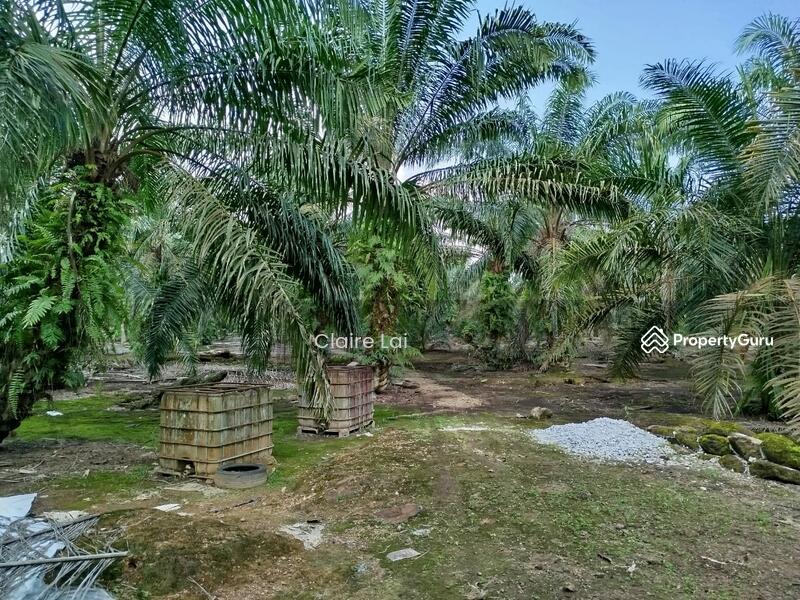 For Sale - Pekan Nana Pekans Nanas