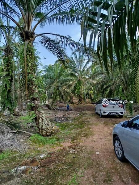 For Sale - Pekan Nana Pekans Nanas