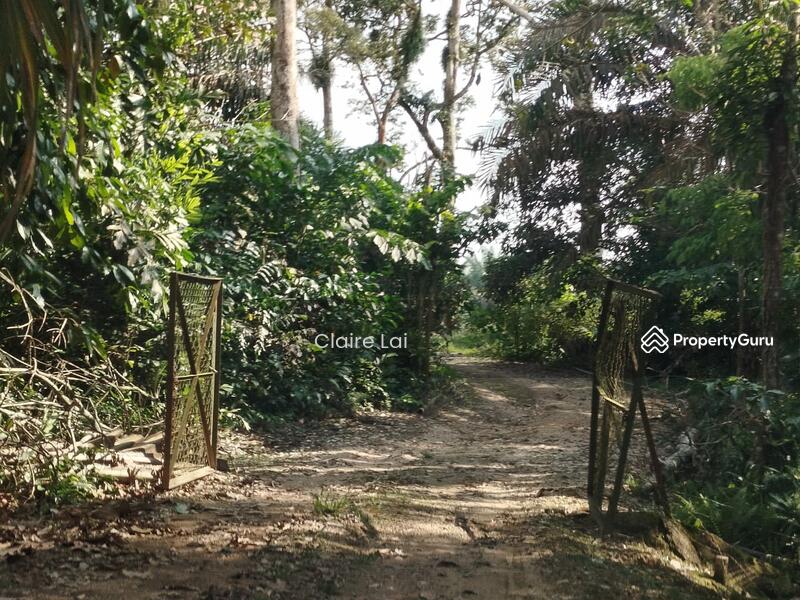 For Sale - Pekan Nana Pekans Nanas