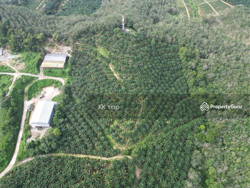 For Sale - Lendu, Alor Gajah 10acres Freehold Palm Oil Agriculture Land For Sale