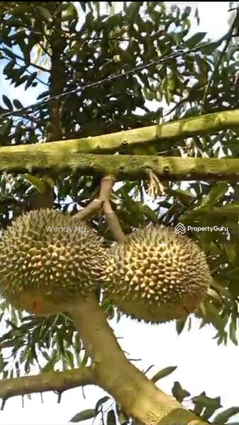 For Sale - Kerling ~ DURIAN Farm 榴莲园 @ TAR road frontage 柏油路路旁【溪水经过地段】