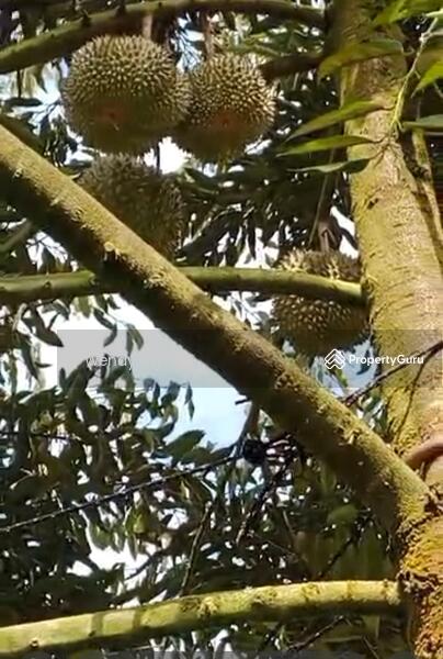 For Sale - Kerling ~ DURIAN Farm 榴莲园 @ TAR road frontage 柏油路路旁【溪水经过地段】