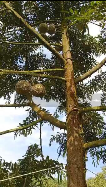 For Sale - Kerling ~ DURIAN Farm 榴莲园 @ TAR road frontage 柏油路路旁【溪水经过地段】