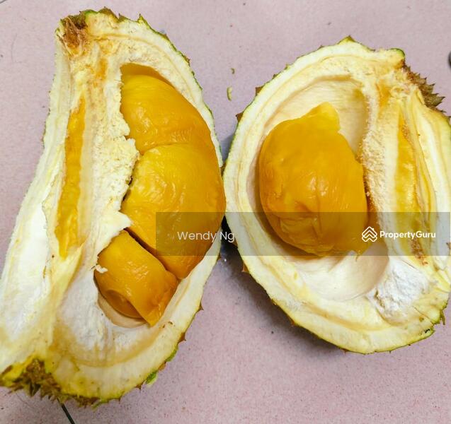 For Sale - Kerling ~ DURIAN Farm 榴莲园 @ TAR road frontage 柏油路路旁【溪水经过地段】