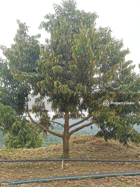 For Sale - Kerling ~ DURIAN Farm 榴莲园 @ TAR road frontage 柏油路路旁【溪水经过地段】
