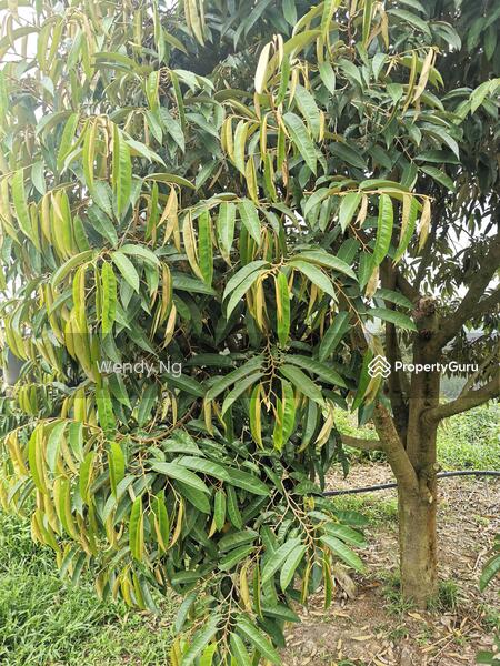 For Sale - Kerling ~ DURIAN Farm 榴莲园 @ TAR road frontage 柏油路路旁【溪水经过地段】